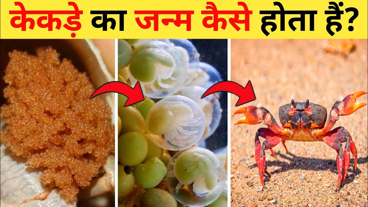 केकड़े का जीवन चक्र Crab Life Cycle Video Life Cycle Of Crab In