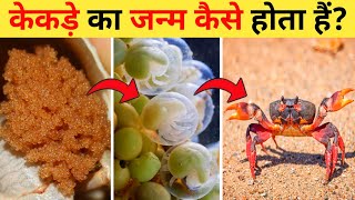 केकड़े का जीवन चक्र | Crab Life Cycle Video | Life Cycle Of Crab In Hindi | Kekde Ka Janm Kaise Hota