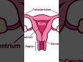 #uterus #knowledgeinformationtechnologystudentsofself#nursing