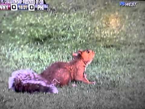 2011 WPS championship between the Western New York Flash and the Philadelphia Independence is stopped due to a squirrel on the field