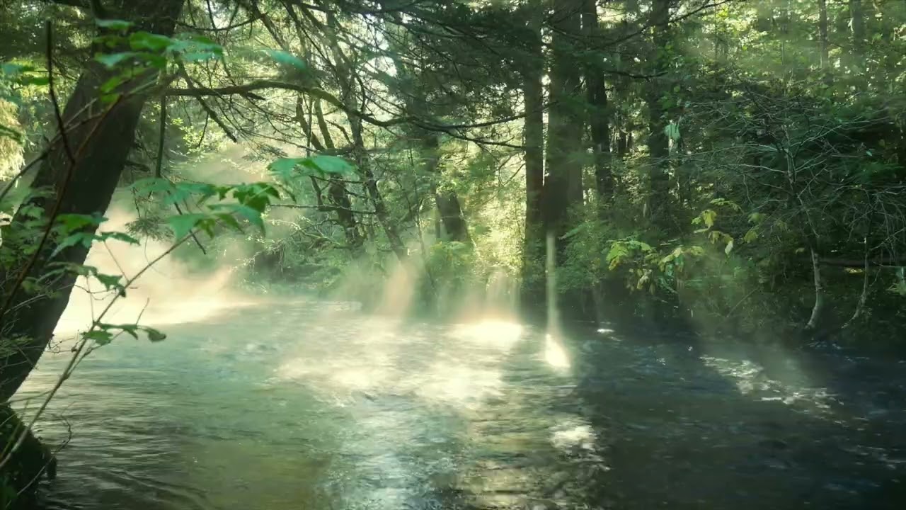 8 Hours of Forest River Sounds (No Ads) | Calming Nature Ambience for Sleep, Relaxation & Focus