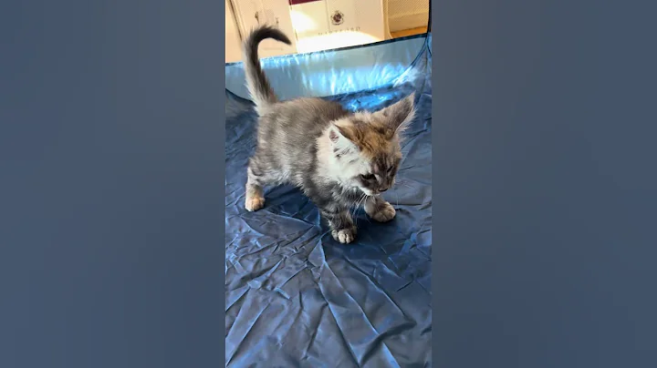 Video 11573721: silver male maine coon, maine coon black silver