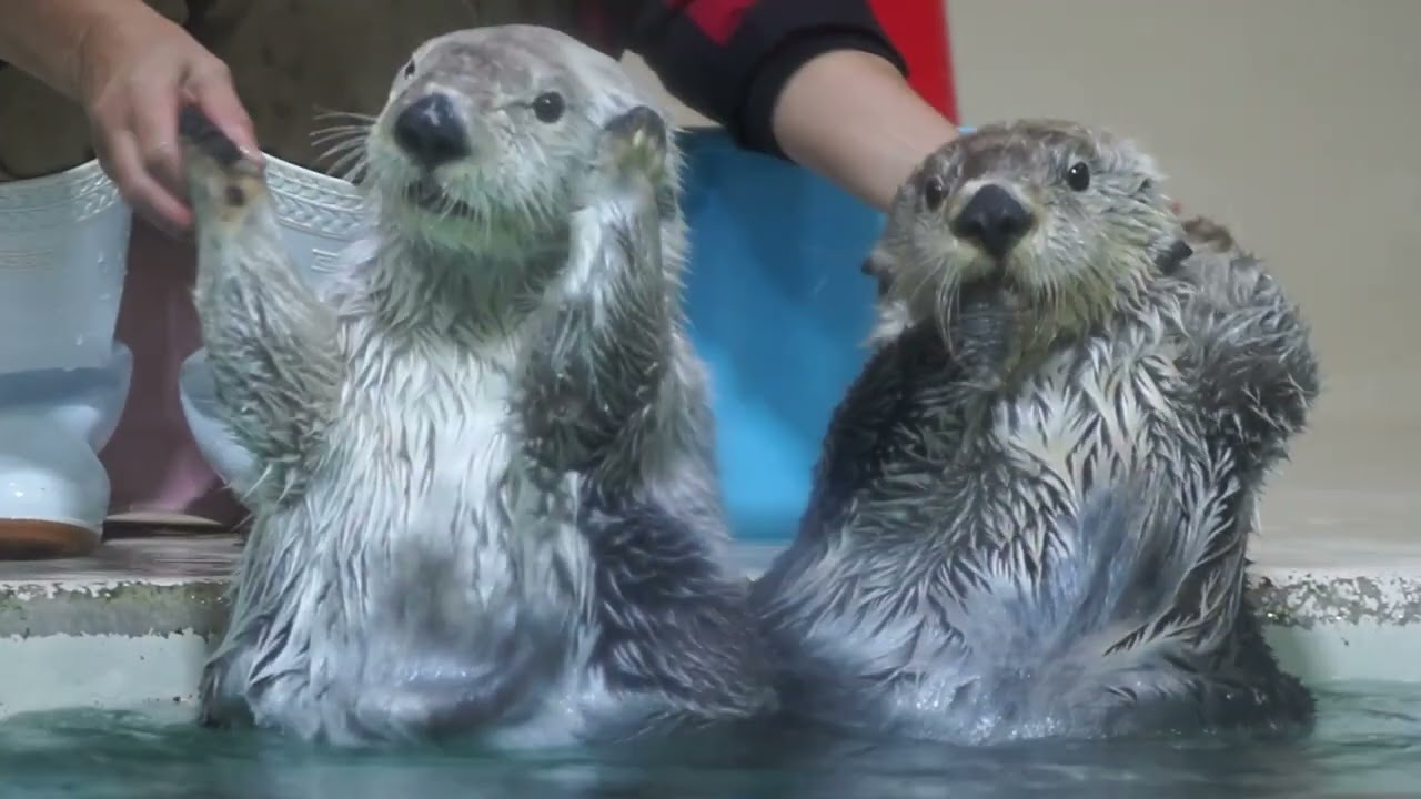 鳥羽水族館 ラッコのメイとキラ カプくじ 写真集 アンブレラマーカー 