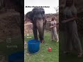 No. 1 Elephant Sanctuary in Jaipur #elephantsanctuary #elephant #elephantpark #jaipur #cute #jaipur