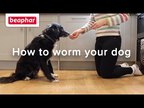 Beaphar | How to worm your dog