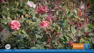 Tips on growing Roses | Nature's Corner