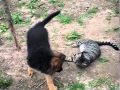 pupster knocks down the cat