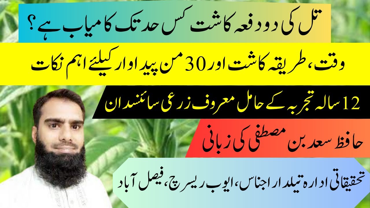 Feasibility of Sesame cultivation twice in a year @CyberAgriExtensionHow to Get 30 M/ac Sesame Yield