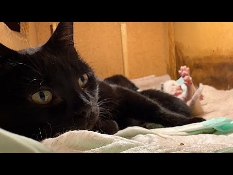 This Mommy Cat Does Something For Her Kittens I’ve NEVER Seen Before!