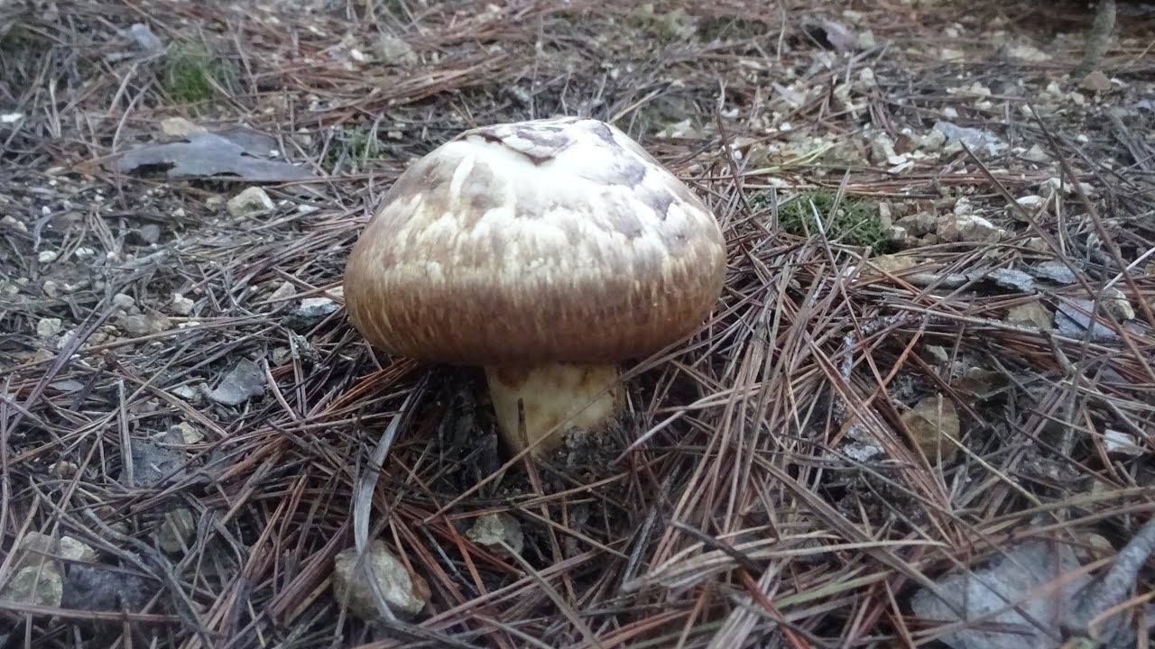 【松茸】山に自生する京都産マツタケ Japanese Matsutake - YouTube