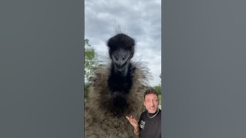 The Emu is built different