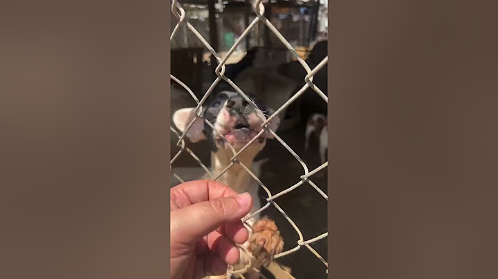 Emergency Rescue Happening Now: 300+ Sickly & Terrified Dogs Rescued From a 'Shelter'