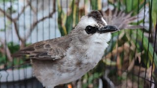 CONTOH BURUNG TRUCUKAN YANG FIGHTER DAN MAU ROPEL KETIKA DIGODA PAKAI TANGAN