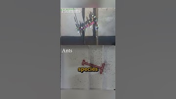 Humans vs Ants: A Fascinating Problem-Solving Experiment!
