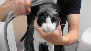 #彼女とお風呂にゃう に使っていいよ - Cats take a shower - by inthelife 20,046 views 6 years ago 8 minutes, 53 seconds