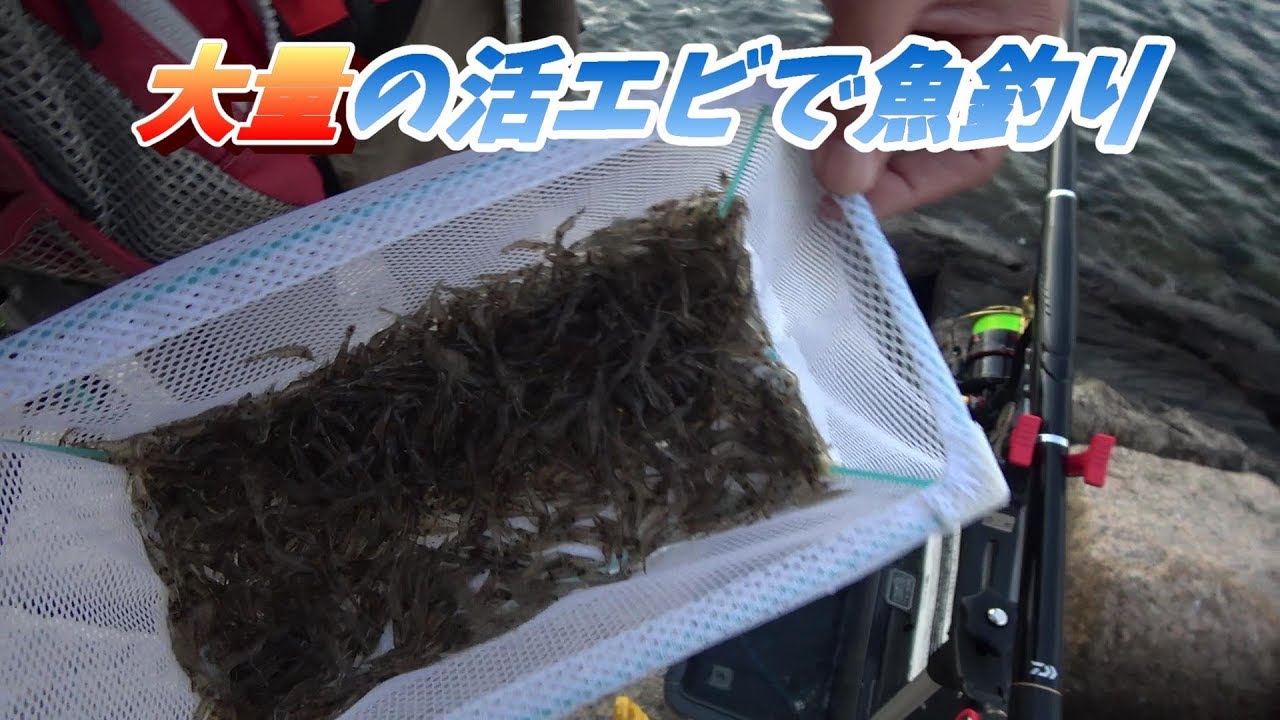 最強の餌 活エビを撒きながら釣りをした結果 Youtube 最強の餌 活エビを撒きながら釣りをした結果 Youtube