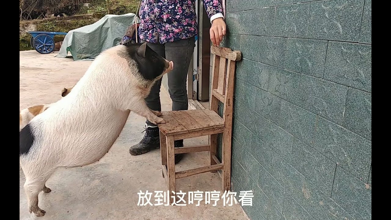 猪的智商有多高？