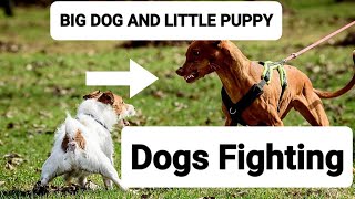 Dogs Fighting #animal  #dogs