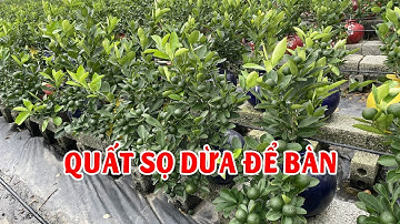 Quất Cảnh Vụ 2026 Tại Mễ Sở - Hưng Yên