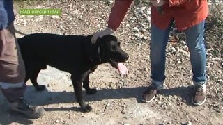 Быстрые и ловкие: служебные собаки показали свое мастерство в поиске пострадавших Быстрые и ловкие: служебные собаки показали свое мастерство в поиске пострадавших