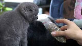 Все О Домашних Животных: Успокоительное Для Котов Все О Домашних Животных: Успокоительное Для Котов