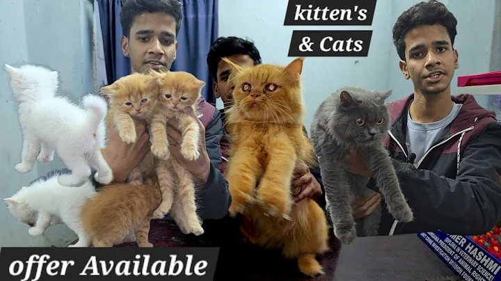 Video 11673641: persian kitten, pet farms, cats cattery