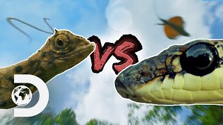 The Paradise Flying Snake vs the Draco Lizard | Wildest Islands Of Indonesia