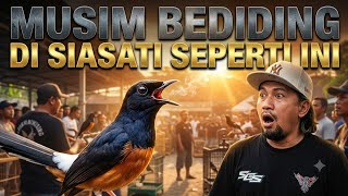 Download lagu CARANYA BIKIN MURAI BATU STABIL‼️DI MUSIM SEPERTI INI