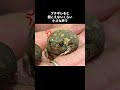 日本で1番可愛い蛙アメフクラガエルの秘密🤫暴露します🔥