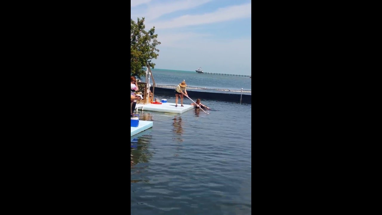Hanga Dolphin Swim, Key West, Florida YouTube
