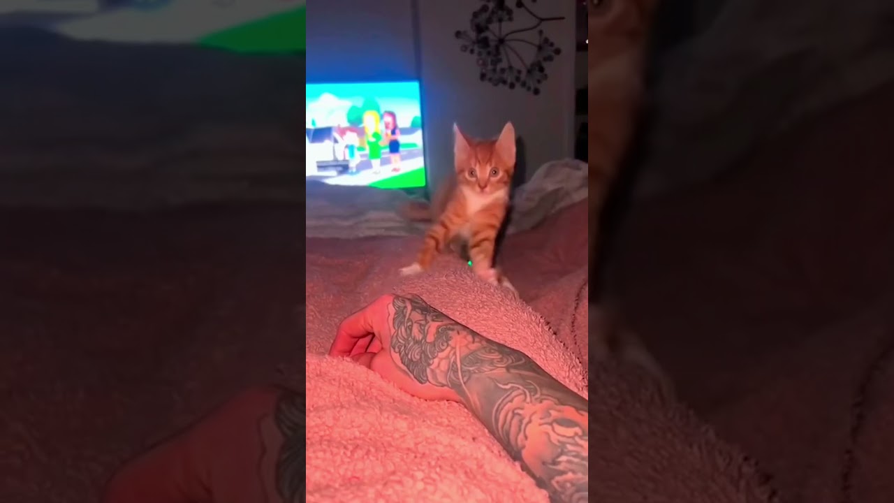 cat video