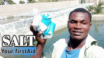 SALT is your first aid || how to treat catfish using salt