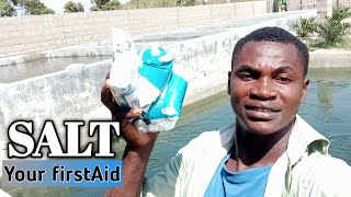 SALT is your first aid || how to treat catfish using salt screenshot 4