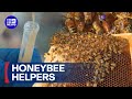 Can this honey treat superbugs? | 9 News Australia