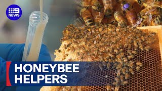 Can this honey treat superbugs? | 9 News Australia