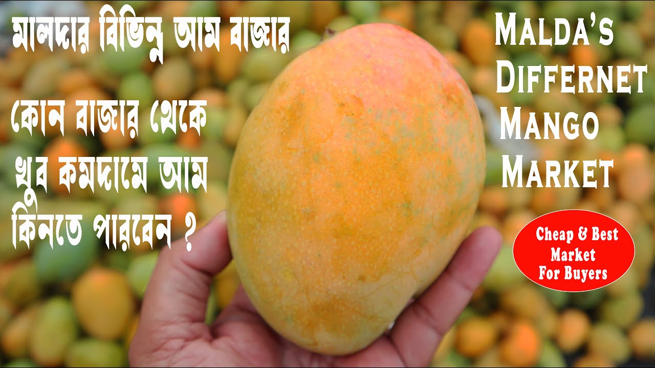 মালদার বিভিন্ন আম বাজার । কোন বাজারে আমের দাম সবচেয়ে কম । mango market in malda। maldar aam bazer