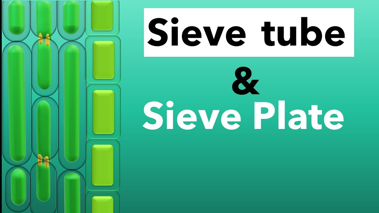 Sieve element , Phloem formation and function , BSc, NEET