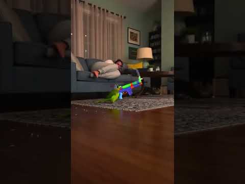 البغبغان الشقي يجنن الجنينة والكلاب تطير فوق المسبح هاشتاجات   