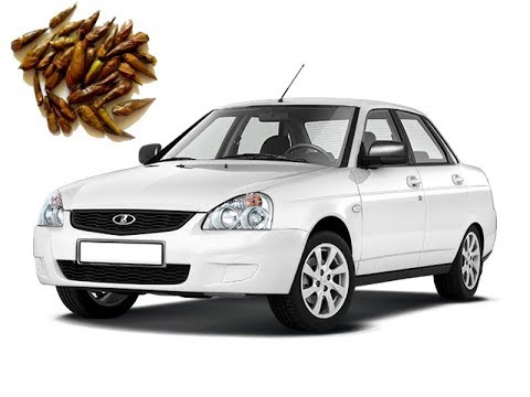 Как убрать смолу тополя с машины