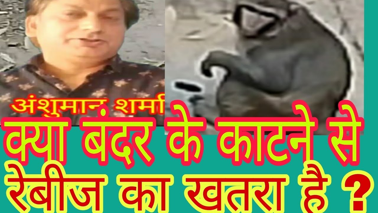 बंदर काटने पर रेबीज का वैक्सीनेशन होगा क्या ? Monkey Bite Full information in hindi | 