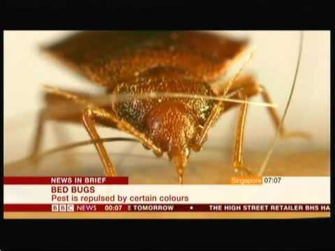 Bed Bugs - potential repellant? - BBC News - 26th April 2016