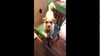 Jack Russell Terrier Mix Training Tricks