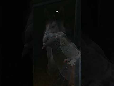 من سورة طه احمد خضر 