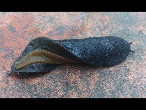 Video Phát Hiện Con Sên Trần .Con Nhớt .Đang Lén Lút Rình... - youtube