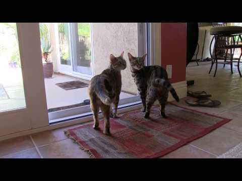Video Smart Bengal Cat Opens Screen Door - youtube