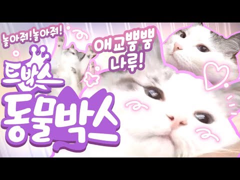 &amp;quot;나랑 놀아줘~ 심심해~&amp;quot; 놀아달라고 애교 부리는 나루 후욱후욱..!! 트박스 동물농장! #13 - [ 트박스 ] 샌드박스 트위치 핫클립
