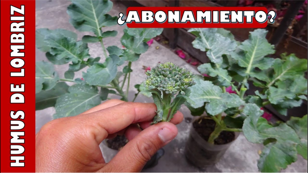 ¿LAS PLANTAS CRECERÁN MEJOR SI SE CULTIVAN SOLO CON HUMUS DE LOMBRIZ? - EXPERIMENTO