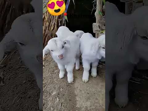 Kashmiri Bakri For Sale Price Comment Me Di Hui H Shorts Viral Trending Shortfeed