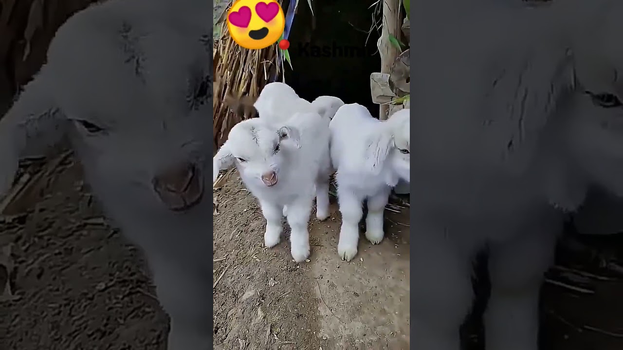 Kashmiri bakri for sale price comment me di hui h #shorts #viral #trending #shortfeed