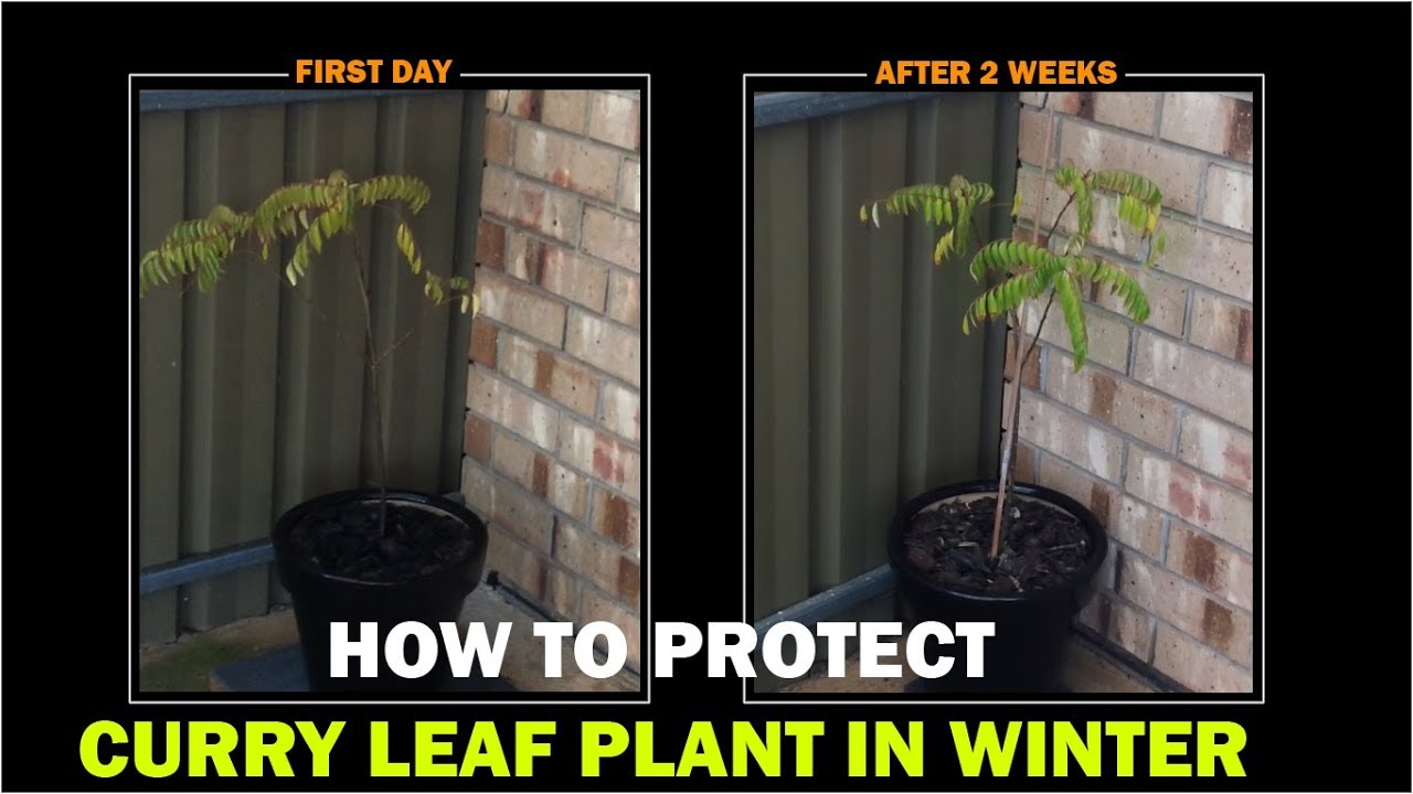 How To Protect Curry Leaf Plant In Winter YouTube how-to-protect-curry-leaf-plant-in-winter-youtube